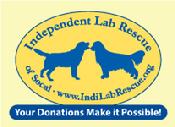 Yellow Chocolate Black Labrador Retriever Lab Adoption Adopt Dog Rescue Shelter
