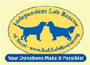 Yellow Chocolate Black Labrador Retriever Lab Rescue Dog Adoption