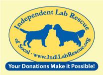 Yellow Chocolate Black Labrador Retriever Lab Rescue Dog Adoption