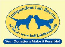 Yellow Chocolate Black Labrador Retriever Lab Rescue Dog Adoption