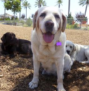 yellow Labrador lab dog rescue adoption black chocolate