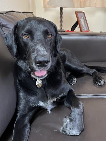 Dog for adoption - Kilo, a Hound & Labrador Retriever Mix in Media, PA