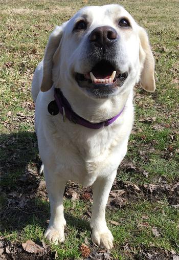 Labrador best sale dog rescue