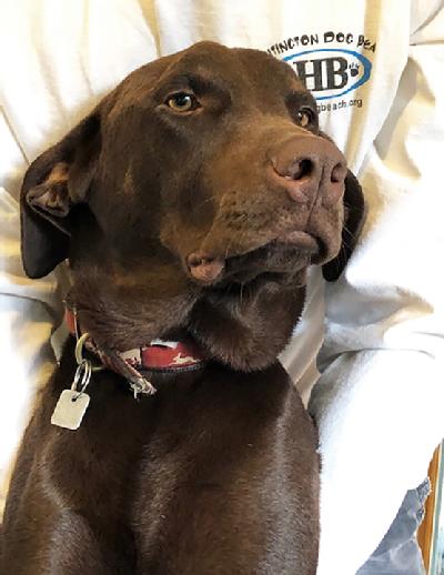 Chocolate Lab