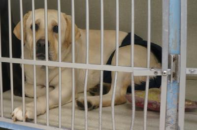 Labrador shelter 2025